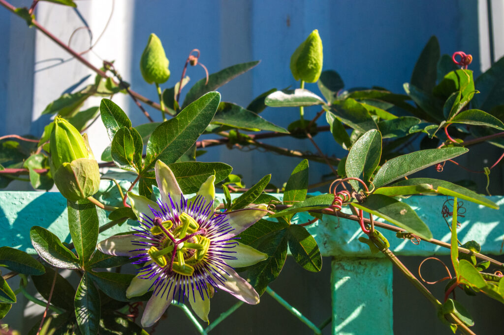 Passion flower vines growing on a fenceline