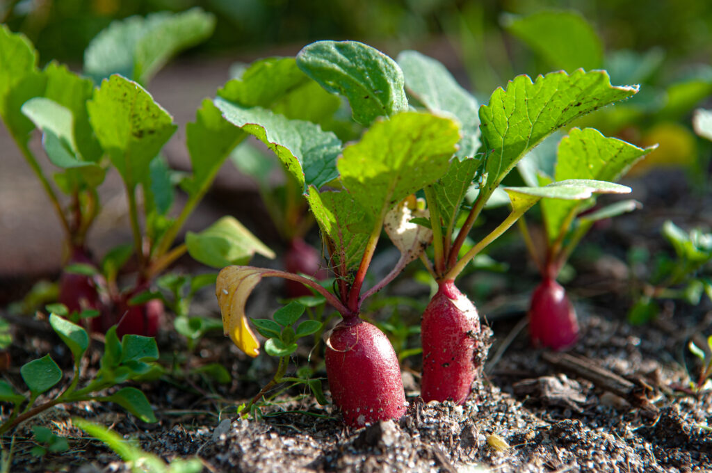 Red radishes growing in the field