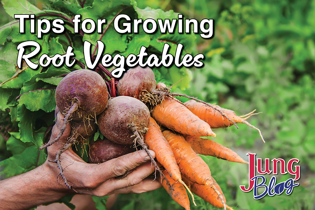 Tips for Growing Root Vegetables