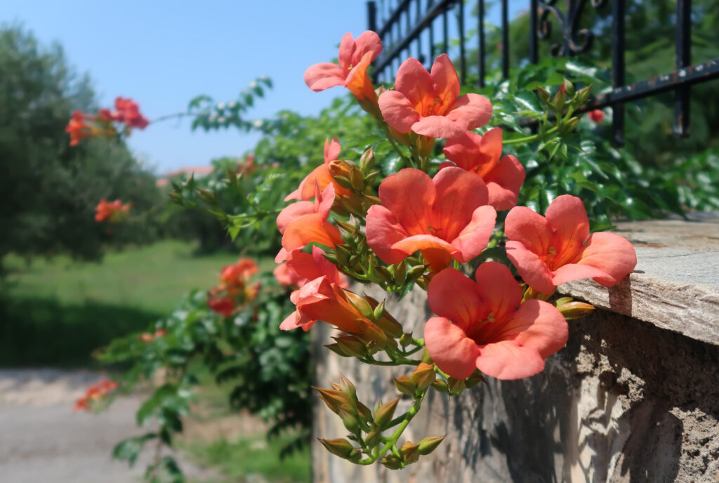 Trumpet vine growing over a fence line