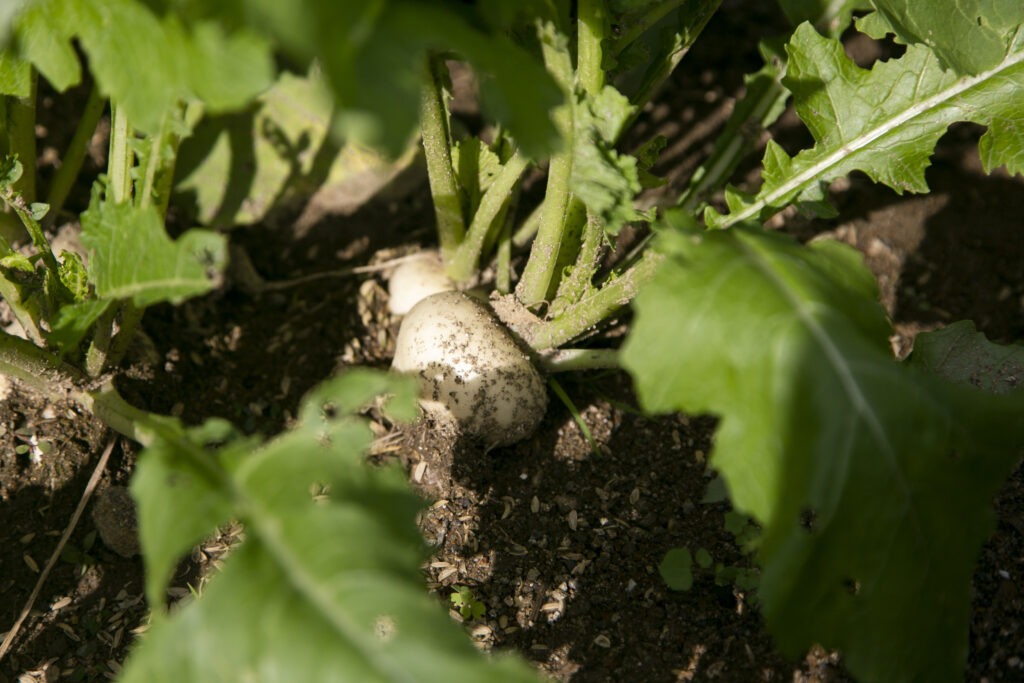 White turnips growing in the field