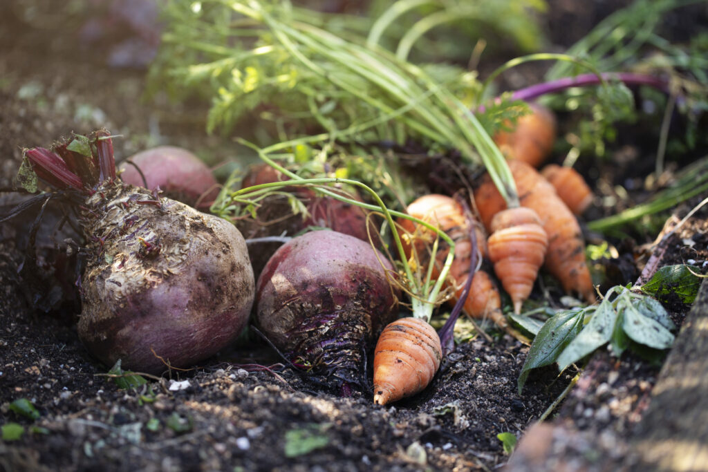 Freshly picked carrots and beetroots on vegetable bed in the garden