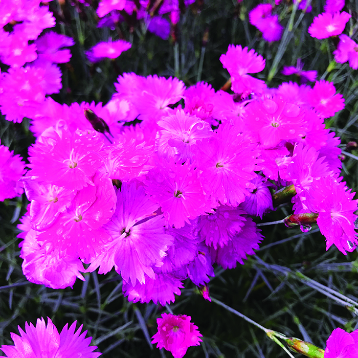 Pink Dianthus flowers