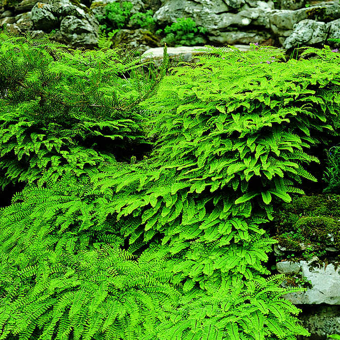 Green fern planted near rocks