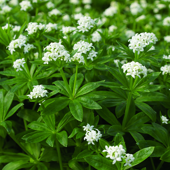 White galium flowers