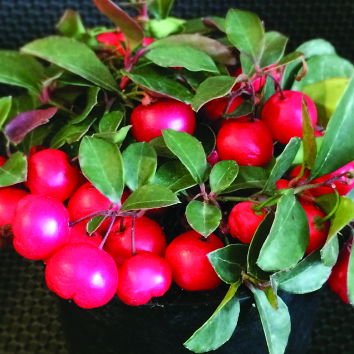 red wintergreen berries