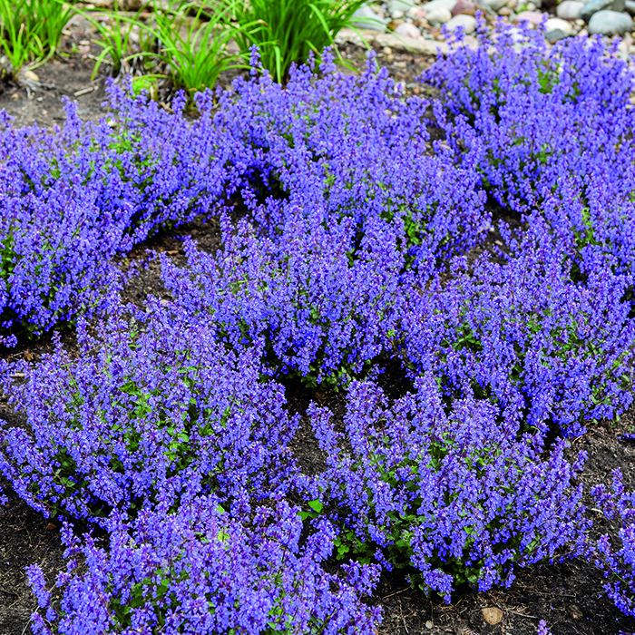 purple catmint flowers