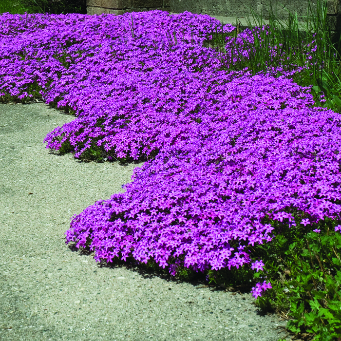 pink creeping phlox