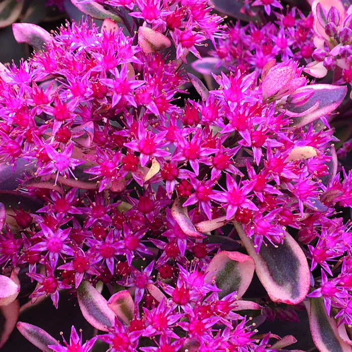 red sedum