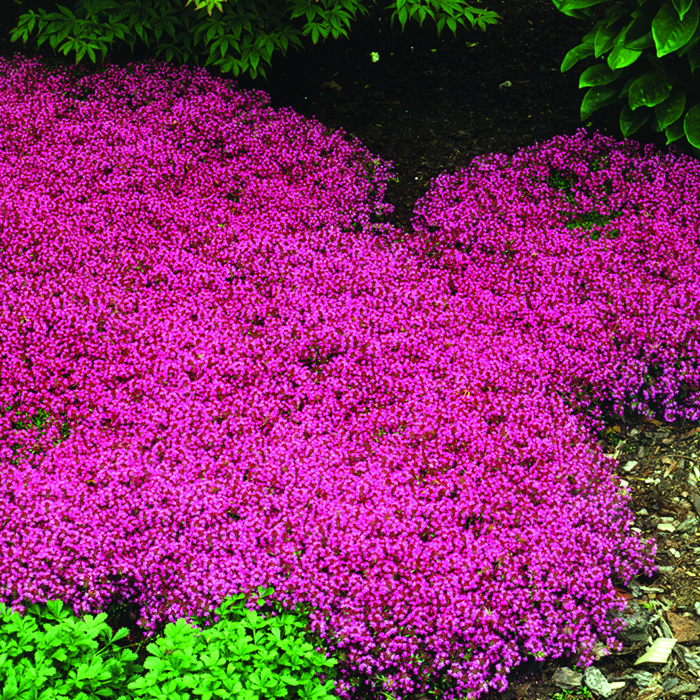 red creeping thyme