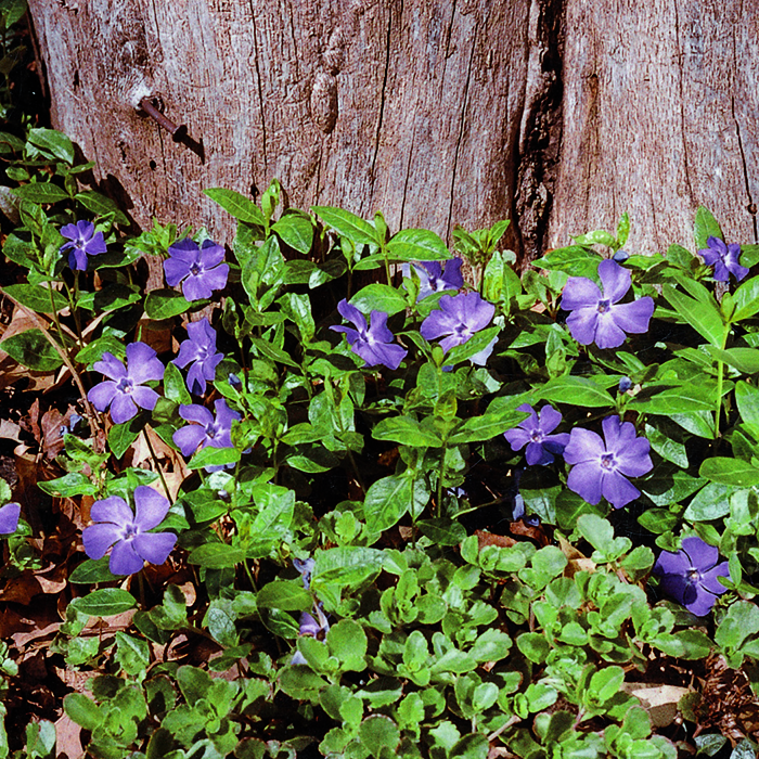 purple blue vinca flowers