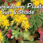 Groundcover Plants for Sun and Shade