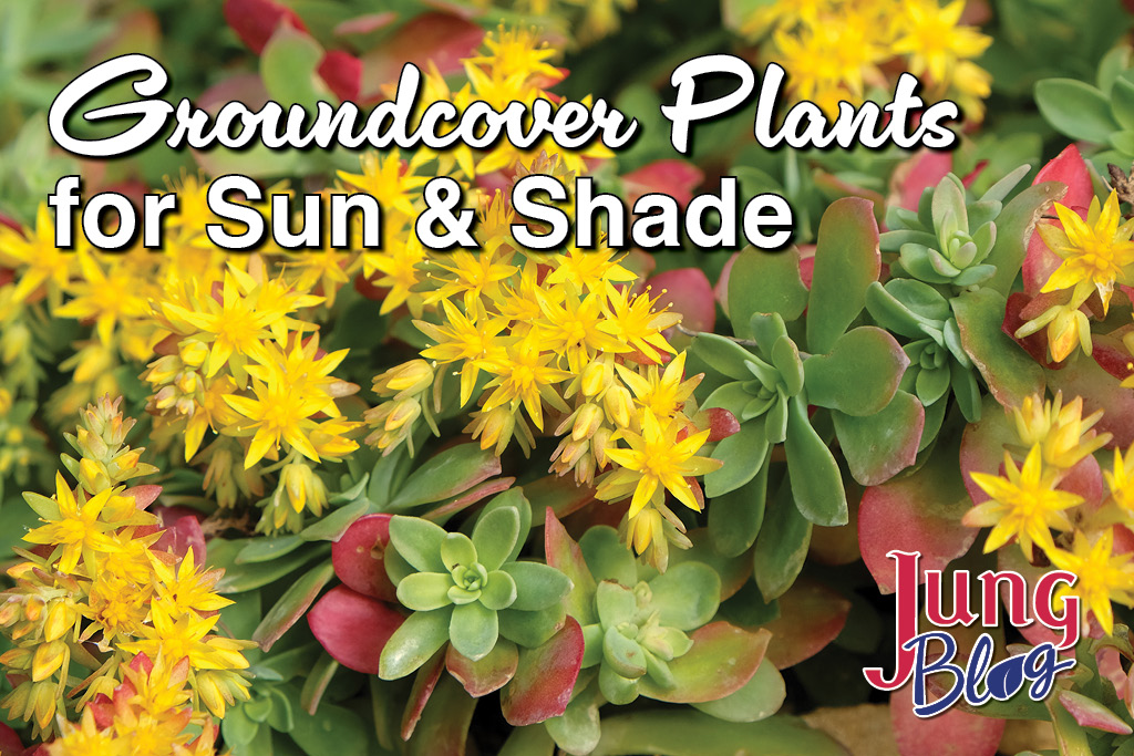 Groundcover Plants for Sun & Shade