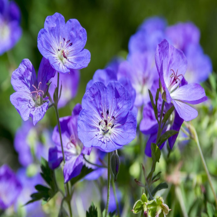 Geranium Rozanne flowers