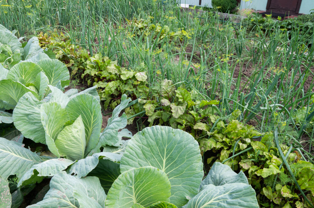 A lush organic vegetable garden showcasing rows of healthy cabbage, beetroot, and tall green onion plants in a backyard setting