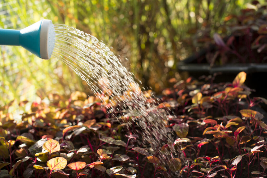 Watering plants in the fall