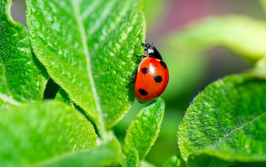 Ladybug climbing on green leaves