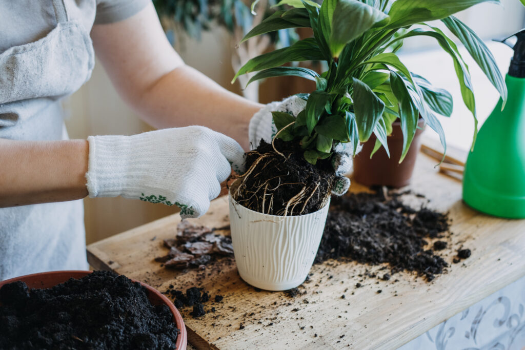 Woman is transplanting plant into new pot at home.