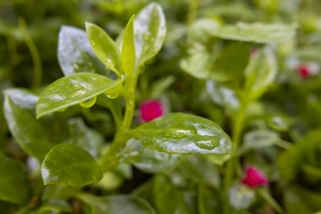 Water sitting on the leaves of a plant