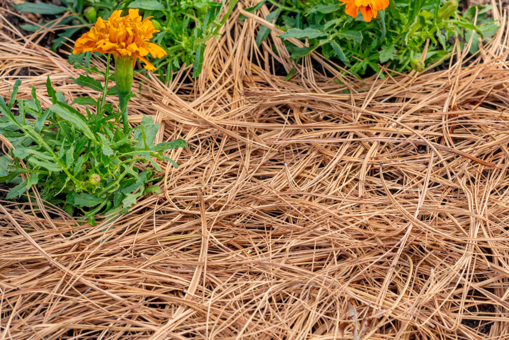 Pine needles as bedding next to marigold flowers