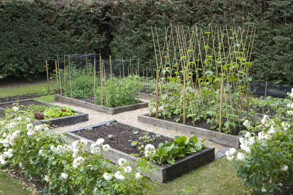 Raised beds of vegetables and flowers