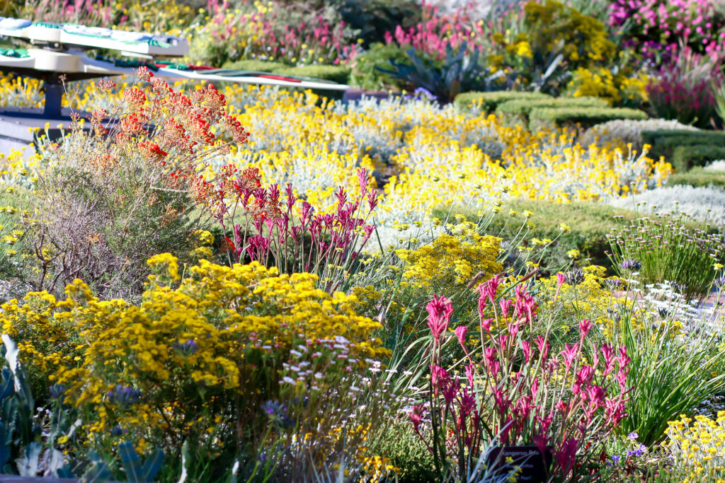 Flowers growing in a garden in full bloom