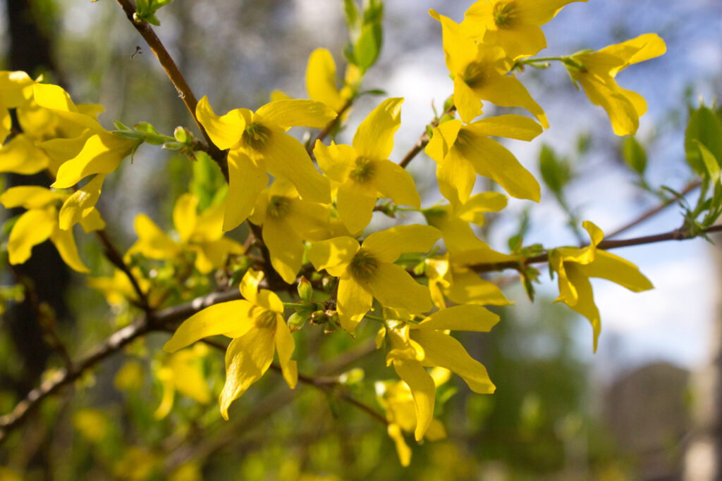 Blooming of the yellow forsythia.