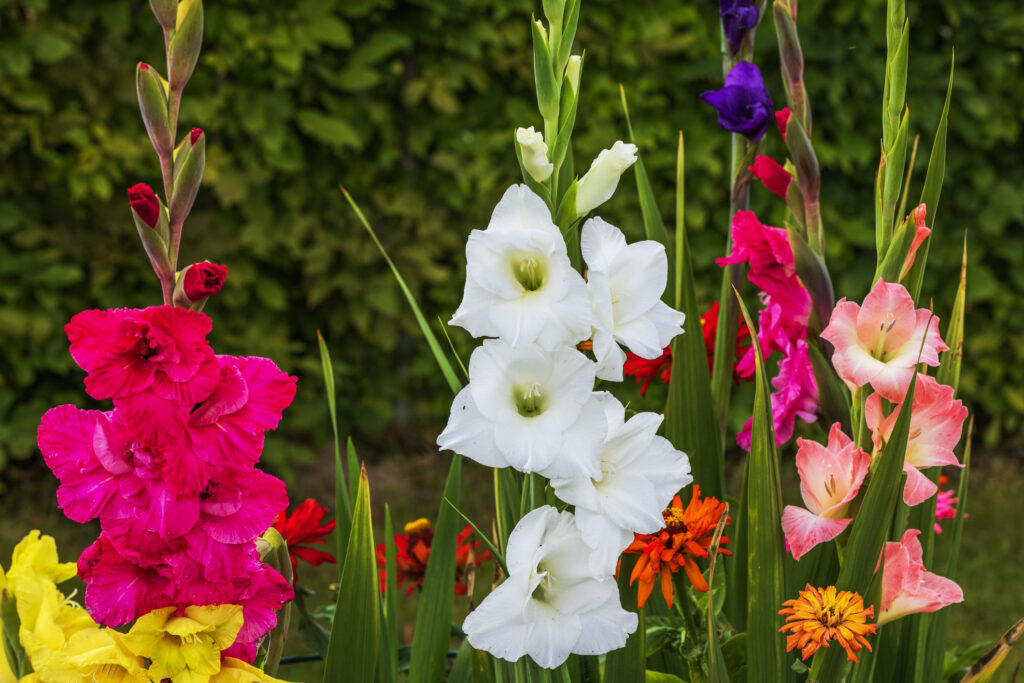 Gorgeous colorful gladiolus flowers