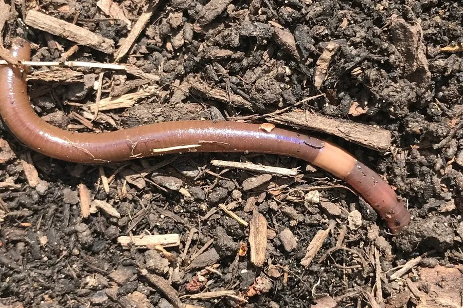 Up close view of a jumping worm Photo credit: Nancy Knauss