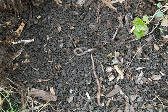 Jumping worms in the soil