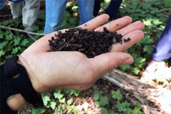 The dirt left behind by a jumping worms