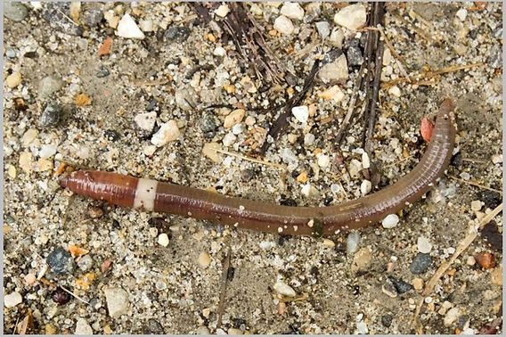 Close up of jumping worms