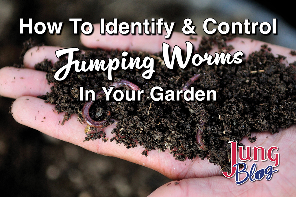 Jumping Worm Blog Article