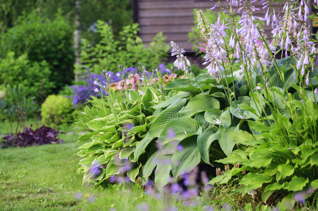 Blooming june or july summer cottage garden.