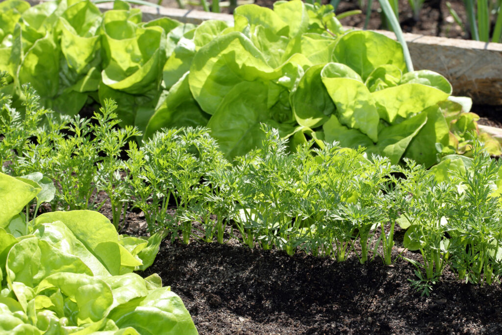 Fresh spring carrots and lettuce growing in a garden bed