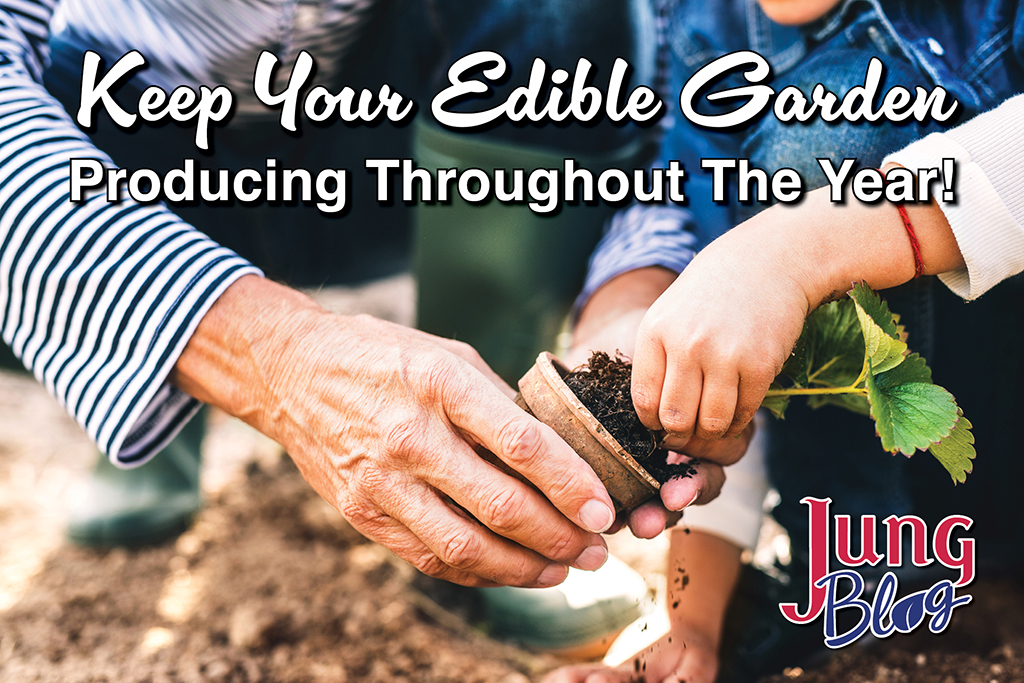 Keep your edible garden producing throughout the year blog