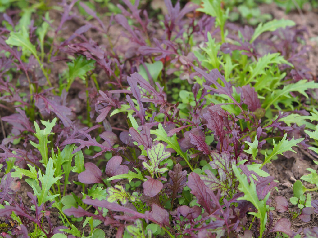 Red and green leaves of japanese mustard mizuna in the garden