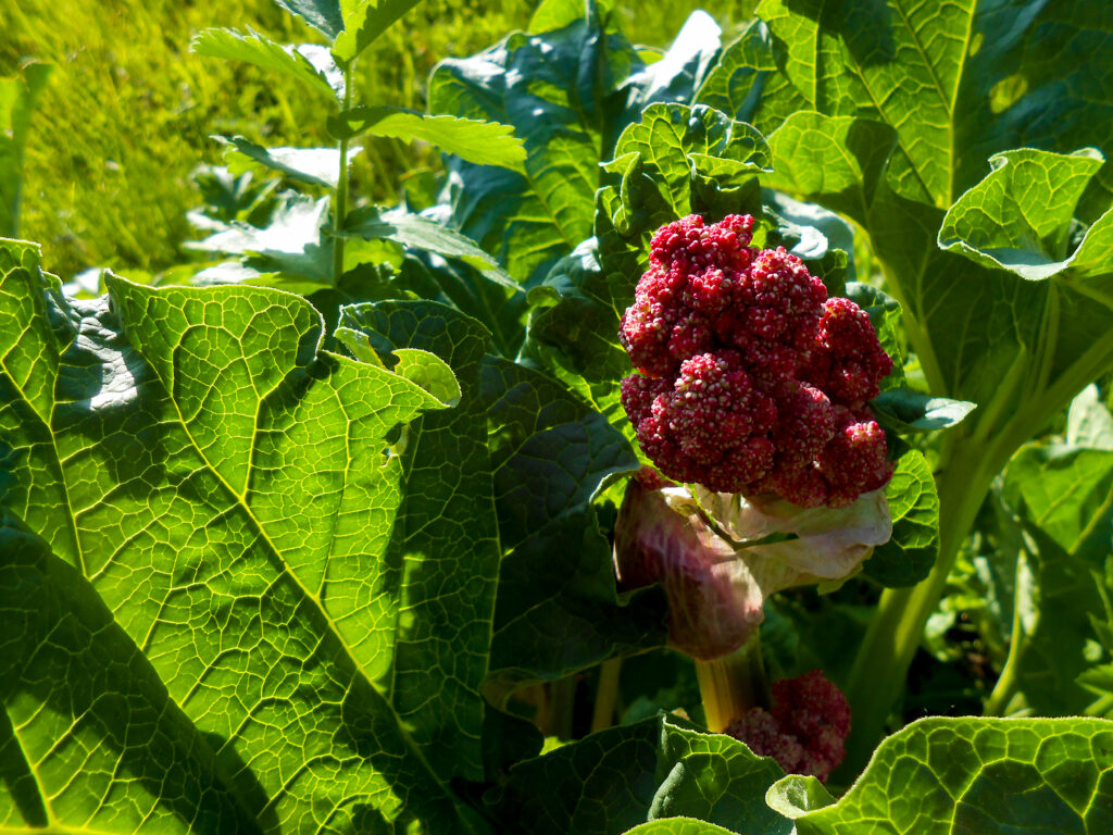 Flowering red rhubarb plant in a garden