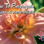 how to propagate blog