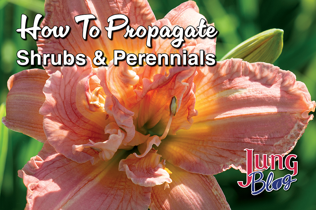 how to propagate blog