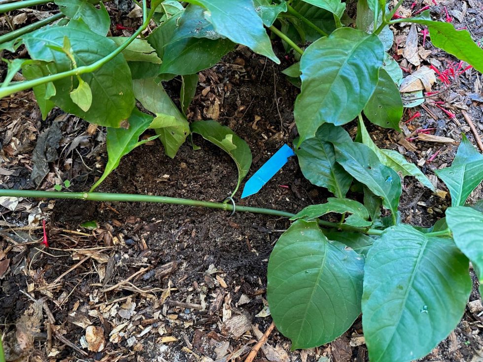Simple layering. Photo Credit: Stephen Greer, University of Florida/IFAS – Santa Rosa County