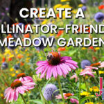 Create a pollinator-friendly meadow garden