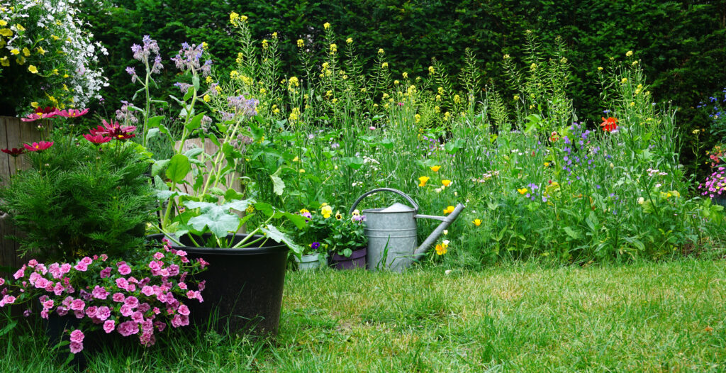Wild herb and field or wild flowers with iron watering can. English cottage style gardening picture. Gardening concept of a rural garden. good for insects like bees en butterflies