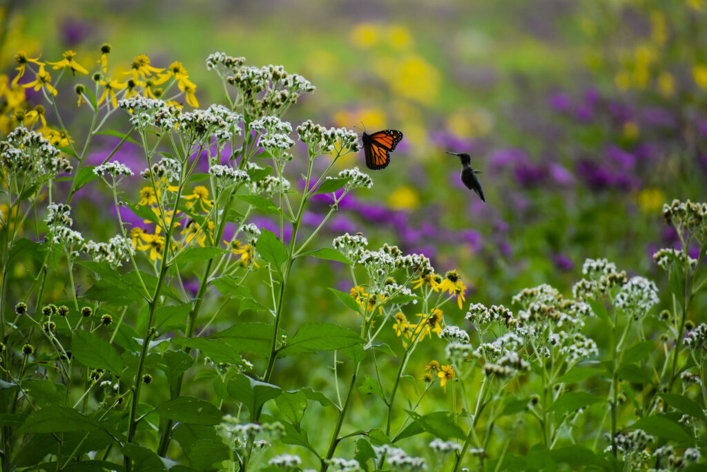 Close-Up Of Butterfly Pollinating On Purple Flower