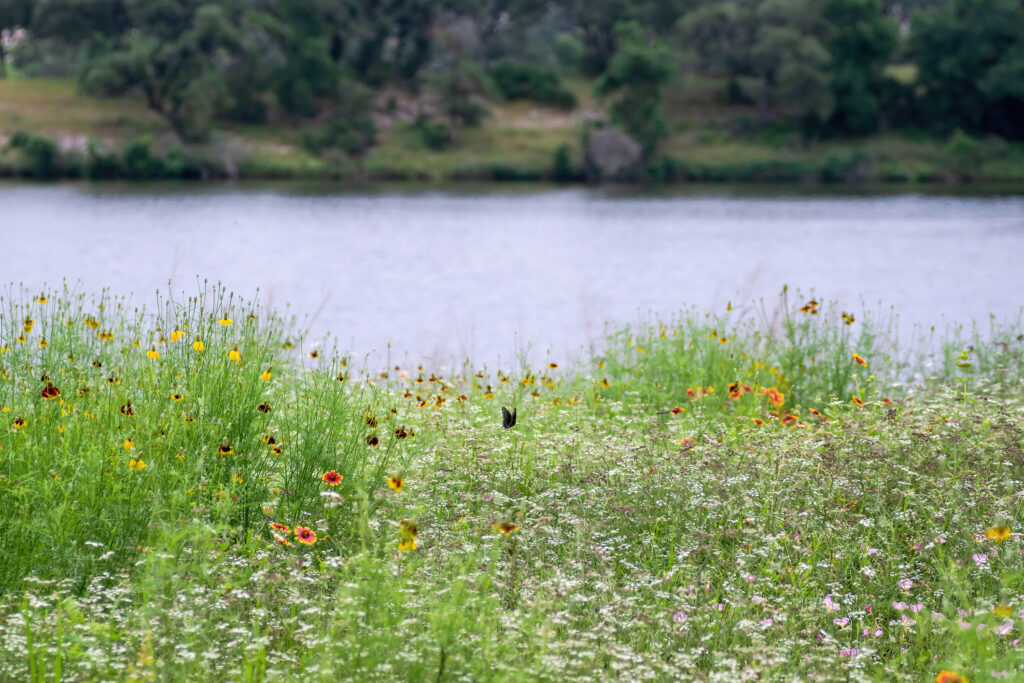 Texas native wildflowers in full bloom Austin, Texas spring pollinating birds, bees and butterfly enjoying in public park enjoying by Austinites