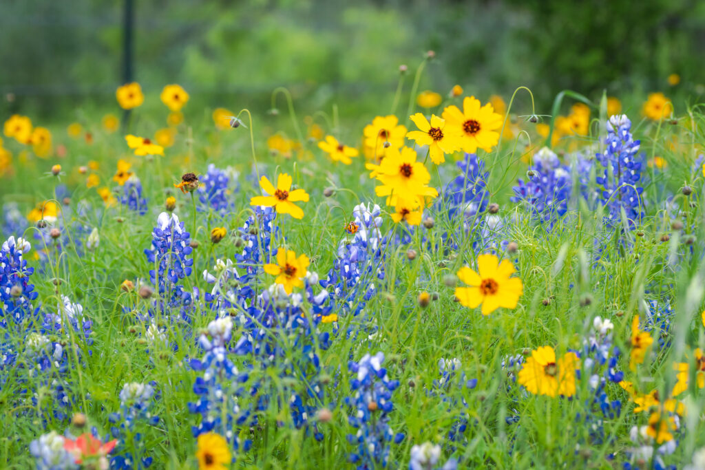 Bright, bold, beautiful explosion of wildflowers in Texas Hill Country spring on rural country roadside invite lots of tourists travel from all over the country to visit each spring season blue orange, yellow, and green bluebonnets poppies, Indian Blanket