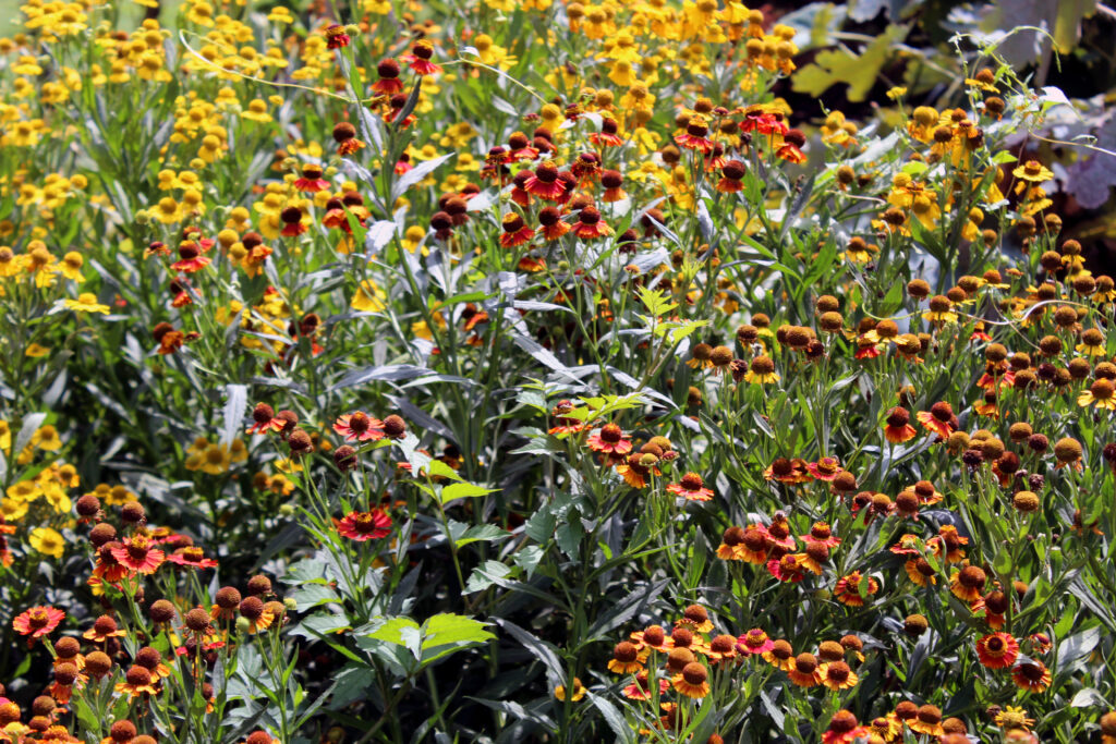 Orange and yellow Helenium autumnale flowers in wild summer garden